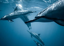 爱游戏-亚洲金球奖提名名单详解②前富力神锋威震西亚